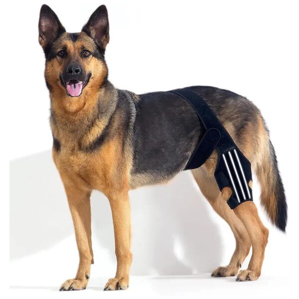 Adjustable Dog Knee Braces for All Four Limbs with Embedded Reflective Lines for Safety