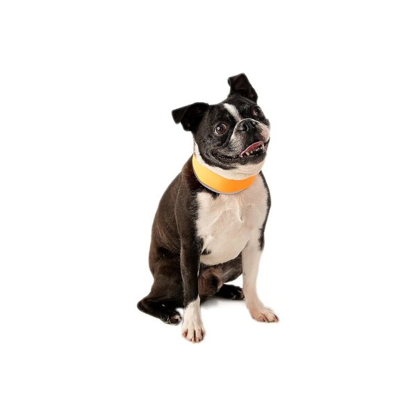 Adjustable Velocity Dog Cooling Collar with Orange Reflective Material