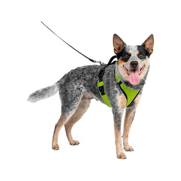 Apple Green Dog Harness with Adjustable Padding for Comfortable Wear