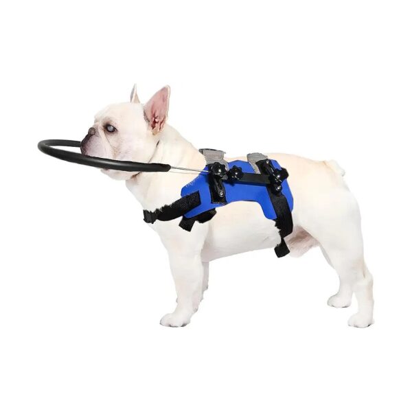 Blind Dog Guide Device with Adjustable Ring and Bumper for Improved Navigation and Safety