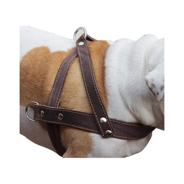 Brown Leather Dog Pulling Walking Harness Large 31-35 Chest 5 Wide Straps