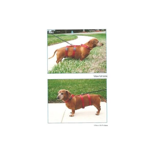 Comfortable Harness for Small Breed Dogs Including Dachshunds and Corgis