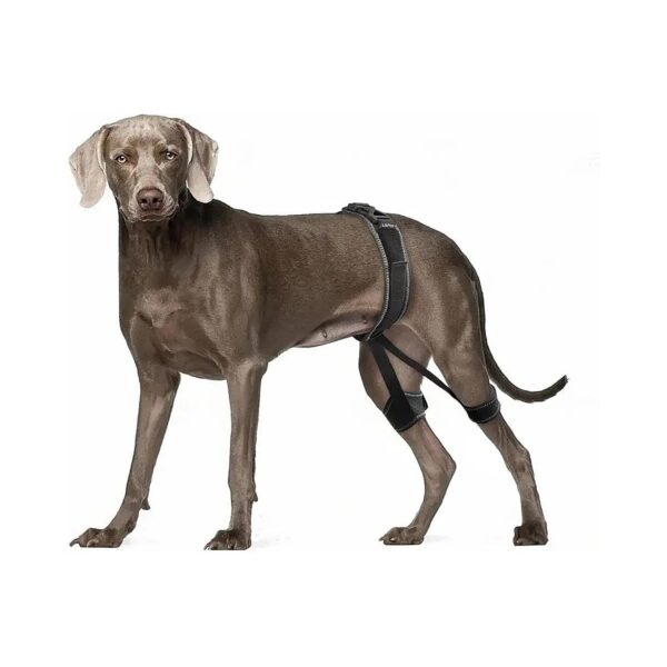 Comfortable Hip Dysplasia Knee Braces for Dogs with Arthritis