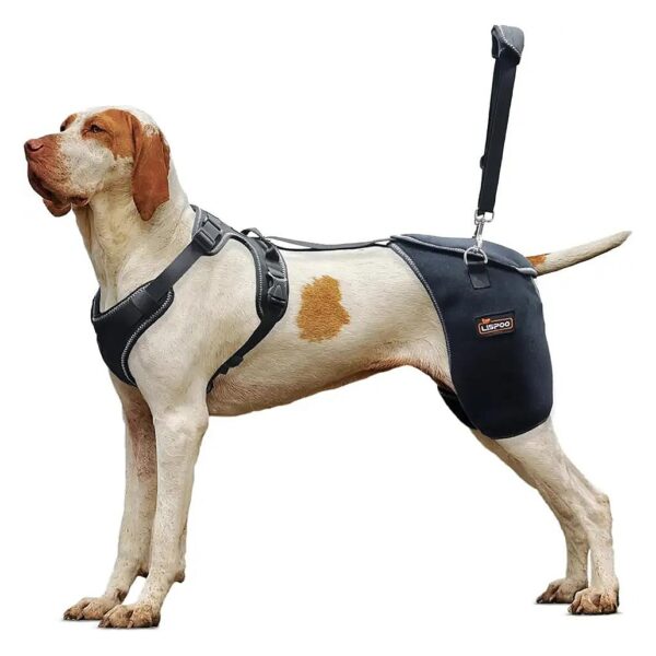 Comfortable and Effective Dog Hip Dysplasia Support Brace for Dogs of All Sizes