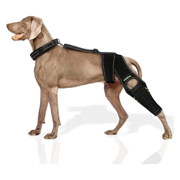 Customized Dog Knee Braces for Torn ACL CCL Hind Leg and Luxating Patella