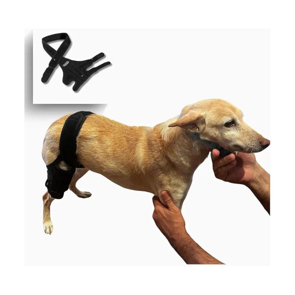 Dog Knee Support for Torn ACL or Hind Leg Injuries in Medium Breed Dogs