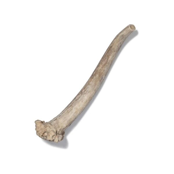 Ethically Sourced Fresh Deer Antler Chews for Dogs and Their Teeth