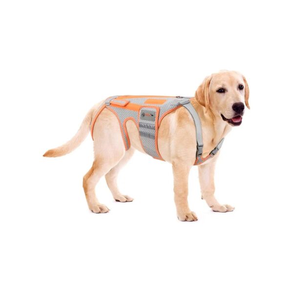 Frame Support Harness for Canine Back and Hip Stability, Reduces Pain and Inflammation