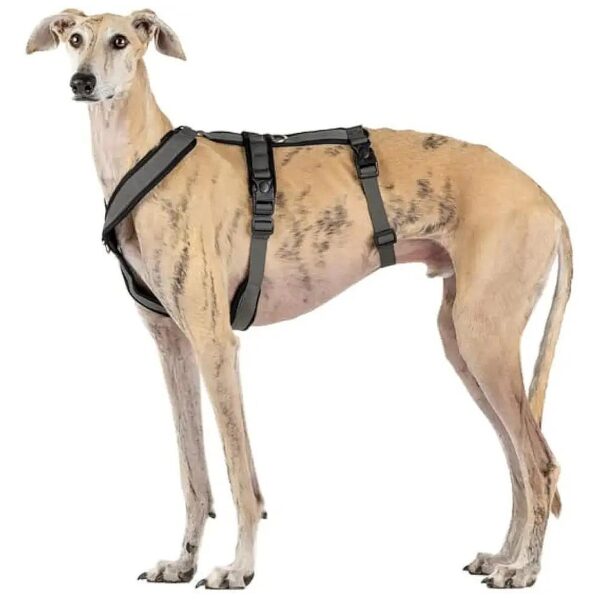 Greyhound Harness for Anti-Pull Walking and Running