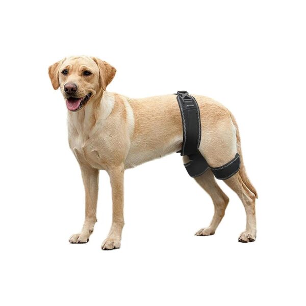 High-Quality Orthotic Braces for Dog Hip Dysplasia Support and Relief