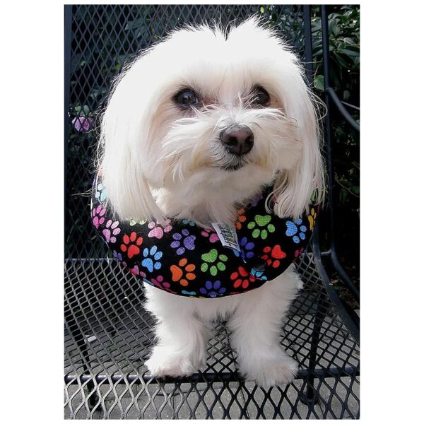 Keep Your Small Dog Safe on the Patio with Rainbow Paw Stuffed Safety Collar