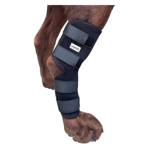 Labra's Hind Leg Recovery Wrap for Senior Dogs with Sprain and Injury