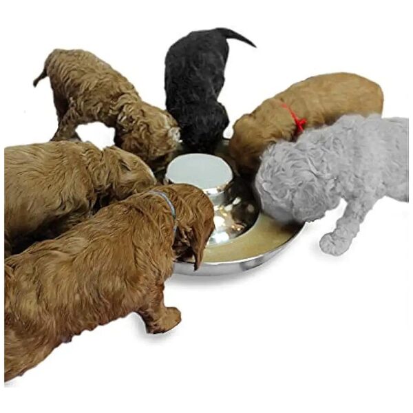 Long-Lasting and Rust-Free Stainless Steel Dog Food and Water Bowl for Medium Breeds