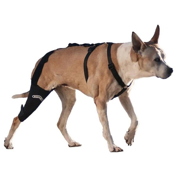 MedLge Right Knee Stabilizer for Adult Pets with ACL Injuries Measurement 12-13