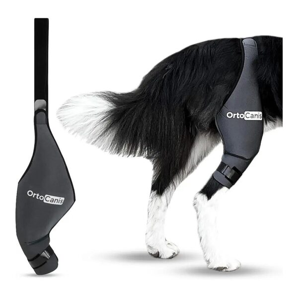 Orthopedic Knee Support for XXL Dogs with Osteoarthritis or Ligament Injuries Left Leg