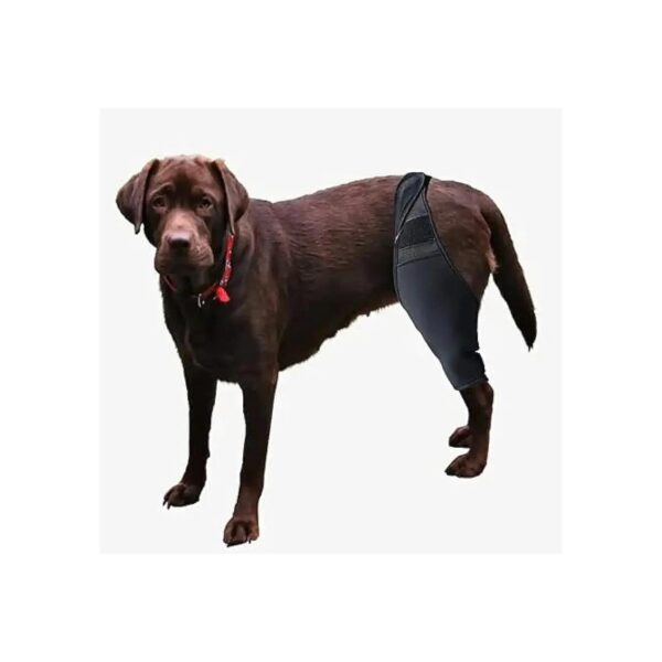 Post Ligament Tear ACL/CCL Injury Support Hip Brace for Dogs