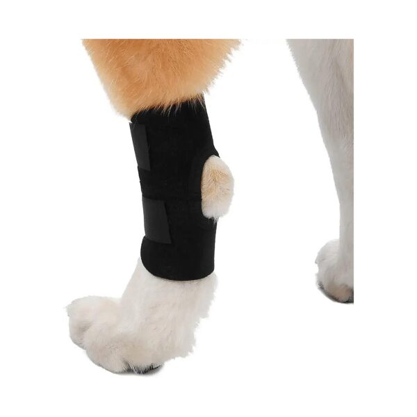 Prevent Arthritis and Promote Healing in Canine Hind Legs