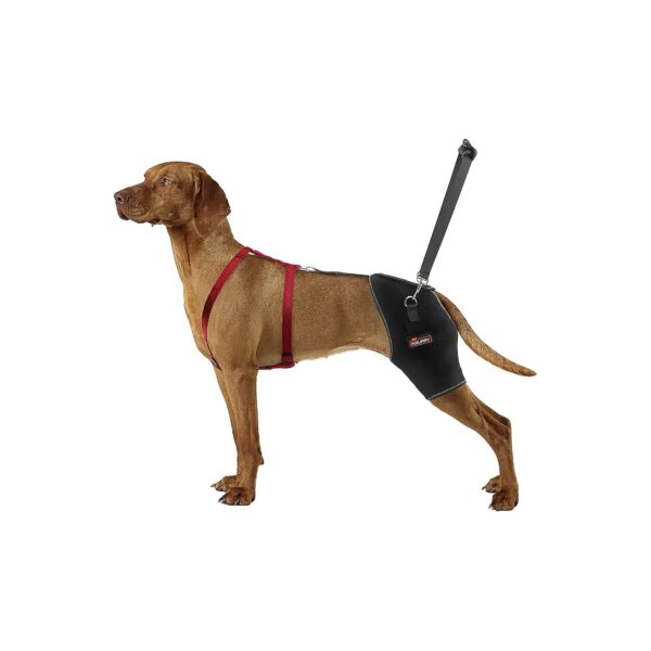 Professional RedHarness XXL Dog Hip Support for Hip Dysplasia Recovery and Rehabilitation