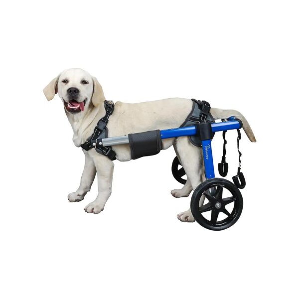 Restore Independence to Your Med/Large Dog with this Adjustable Wheelchair for Back Legs