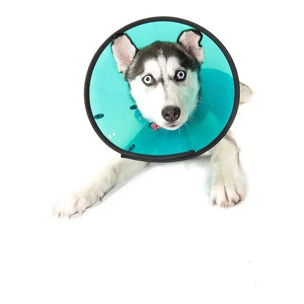 Rigid Elizabethan Collar Aids Visibility and Protection