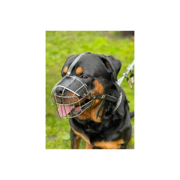 Rottweiler Mastiff Golden Retriever Dog Muzzle with Silver and Black Leather