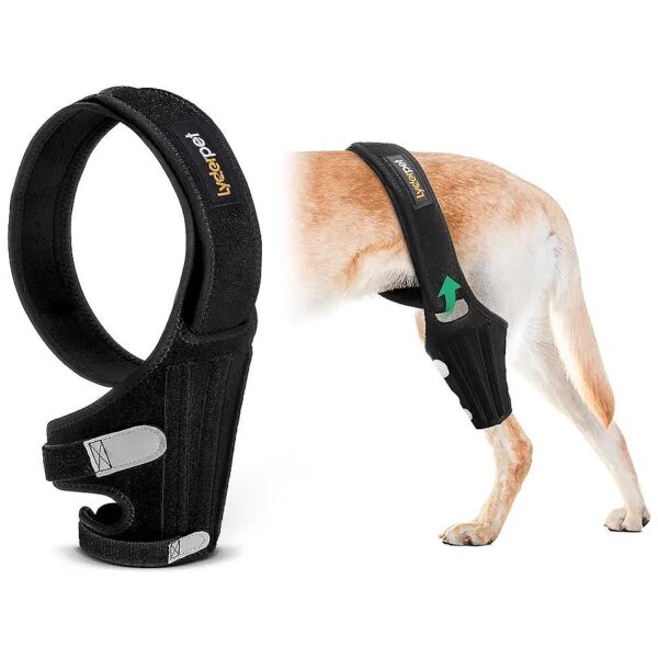 Soft Breathable Dog Knee Braces Provide Sturdy Support for Cruciate Ligament Injuries