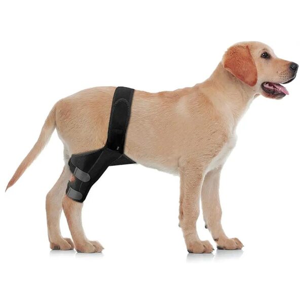 Soft and Comfortable Dog Knee Braces for Reducing Joint Pain and Inflammation