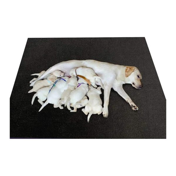 Soft and Insulated Whelping Box Liner for Puppy Comfort and Safety