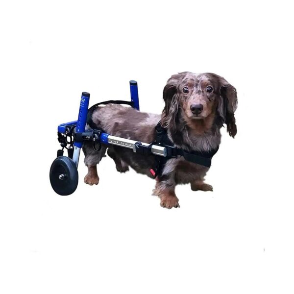 Veterinarian Approved Dachshund Wheelchair for Limited Mobility Dogs